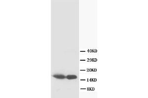 Western Blotting (WB) image for anti-S100 Calcium Binding Protein B (S100B) antibody (ABIN1108929) (S100B anticorps)