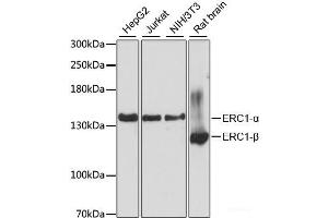 Western blot analysis of extracts of various cell lines using ERC1 Polyclonal Antibody at dilution of 1:3000. (ERC1 anticorps)