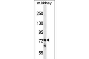 RGL1 Antibody (Center) (ABIN657532 and ABIN2846550) western blot analysis in mouse kidney tissue lysates (35 μg/lane). (RGL1 anticorps  (AA 247-275))