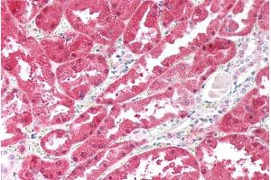 ABIN5539547 (5µg/ml) staining of paraffin embedded Human Kidney. (Ketohexokinase anticorps  (Internal Region))