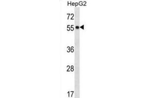 Western Blotting (WB) image for anti-Protein O-Fucosyltransferase 2 (POFUT2) antibody (ABIN2996993)