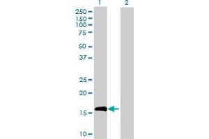 Western Blot analysis of IL10 expression in transfected 293T cell line by IL10 MaxPab polyclonal antibody. (IL-10 anticorps  (AA 1-178))