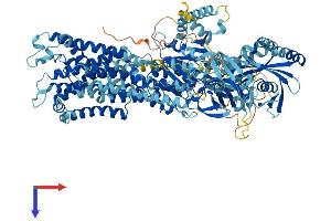 AlphaFold protein structure predicition of Human Recombinant ATP11C Protein, UniprotID Q8NB49