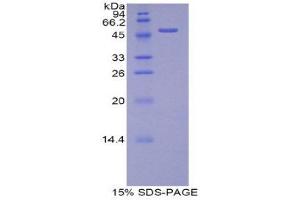 SDS-PAGE (SDS) image for Transcription Factor A, Mitochondrial (TFAM) (AA 43-243) protein (His tag,GST tag) (ABIN1878312) (TFAM Protein (AA 43-243) (His tag,GST tag))