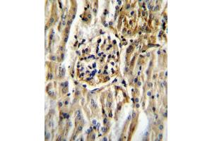 CYP11B2 Antibody (Center) (ABIN655163 and ABIN2844780) immunohistochemistry analysis in formalin fixed and paraffin embedded mouse kidney tissue followed by peroxidase conjugation of the secondary antibody and DAB staining. (CYP11B2 anticorps  (AA 120-147))