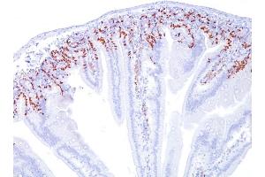 Formalin-fixed, paraffin-embedded Mouse Small Intestine stained with BrdU Mouse Monoclonal Antibody (BRD469). (BrdU anticorps)