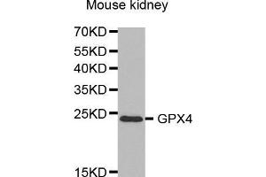 Western Blotting (WB) image for anti-Glutathione Peroxidase 4 (GPX4) (AA 30-197) antibody (ABIN3015730) (GPX4 anticorps  (AA 30-197))