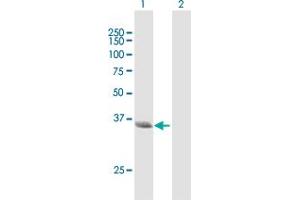 Western Blot analysis of NMI expression in transfected 293T cell line by NMI MaxPab polyclonal antibody. (NMI anticorps  (AA 1-307))