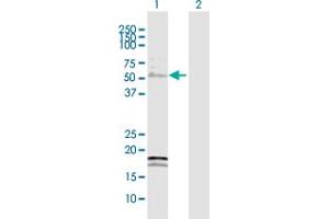 Western Blot analysis of YBX2 expression in transfected 293T cell line by YBX2 MaxPab polyclonal antibody.