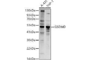 Western blot analysis of extracts of various cell lines, using GSDMD (Full Length+C terminal) antibody (ABIN7267350) at 1:1000 dilution. (GSDMD anticorps  (AA 276-484))