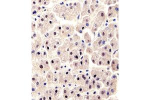 Immunohistochemical analysis of paraffin-embedded H.