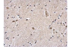 IHC-P Image Histone H2A.