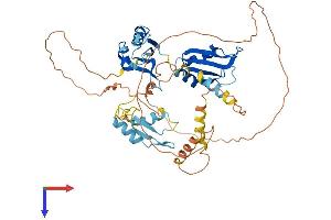 AlphaFold protein structure predicition of Human Recombinant CELF4 Protein, UniprotID Q9BZC1