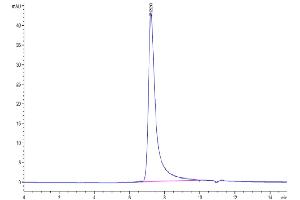 The purity of Human NKG2C&CD94 is greater than 95 % as determined by SEC-HPLC.