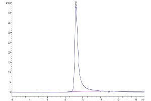 Size-exclusion chromatography-High Pressure Liquid Chromatography (SEC-HPLC) image for NKG2C & CD94 protein (His-Avi Tag) (ABIN7275330)
