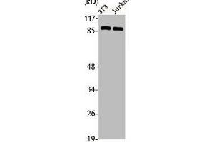 Western Blot analysis of NIH-3T3 Jurkat cells using CDC46 Polyclonal Antibody (MCM5 anticorps  (N-Term))