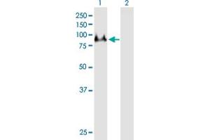 Western Blot analysis of DNAI1 expression in transfected 293T cell line by DNAI1 MaxPab polyclonal antibody. (DNAI1 anticorps  (AA 1-699))