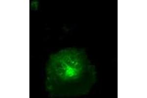 Image no. 4 for anti-CD36 (CD36) antibody (ABIN1497274) (CD36 anticorps)