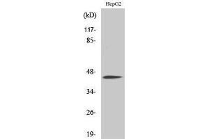 Western Blotting (WB) image for anti-CCAAT/enhancer Binding Protein (C/EBP), alpha (CEBPA) (pSer21) antibody (ABIN3179623) (CEBPA anticorps  (pSer21))
