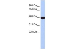 Western Blotting (WB) image for anti-Neurogenic Differentiation 4 (NEUROD4) antibody (ABIN2463887) (NEUROD4 anticorps)