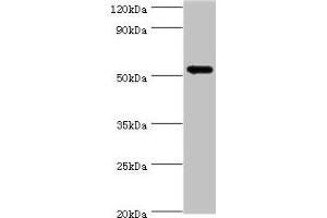 Western blot All lanes: CAMK1G antibody at 5 μg/mL + HL60 whole cell lysate Secondary Goat polyclonal to rabbit IgG at 1/10000 dilution Predicted band size: 54, 52 kDa Observed band size: 54 kDa