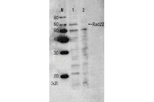 Western Blotting (WB) image for anti-Rad22/Rad52 (full length) antibody (ABIN2452089) (Rad22/Rad52 (full length) anticorps)