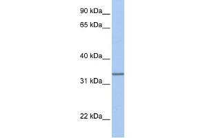 WB Suggested Anti-SPDEF Antibody Titration:  0. (SPDEF/PSE anticorps  (Middle Region))