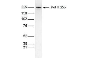 Western Blot of anti-Pol II S5p antibody Western Blot results of Mouse anti-Pol II S5p antibody. (POLR2A/RPB1 anticorps  (pSer5))