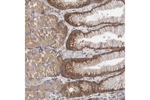 Immunohistochemical staining of human stomach with FBXO43 polyclonal antibody  shows distinct cytoplasmic positivity in glandular cells. (FBXO43 anticorps)