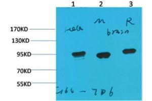 Western Blot (WB) analysis of 1)HeLa, 2)Mouse Brain Tissue, 3) Rat Brain Tissue with HSP90 a Mouse Monoclonal Antibody diluted at 1:2000. (HSP90AA2 anticorps)