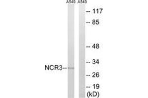Western blot analysis of extracts from A549 cells, using NCR3 Antibody. (NCR3 anticorps  (AA 104-153))