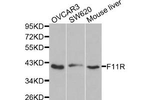 Western blot analysis of extracts of various cell lines, using F11R antibody (ABIN5970583) at 1/1000 dilution. (F11R anticorps)