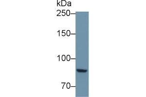 Western blot analysis of Mouse Kidney lysate, using Mouse PTPRS Antibody (1 µg/ml) and HRP-conjugated Goat Anti-Rabbit antibody ( (PTPRS anticorps  (AA 889-1102))