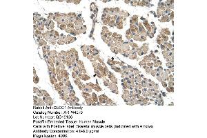 Human Muscle (CLCC1 anticorps  (N-Term))