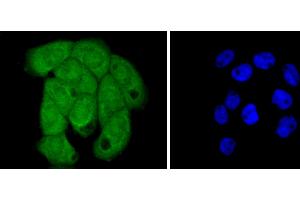 A431 cells were stained with Histone H2B (3A6) Monoclonal Antibody  at [1:200] incubated overnight at 4C, followed by secondary antibody incubation, DAPI staining of the nuclei and detection. (Histone H2B anticorps)