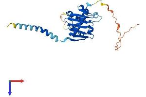 AlphaFold protein structure predicition of Human Recombinant PLD6 Protein, UniprotID Q8N2A8