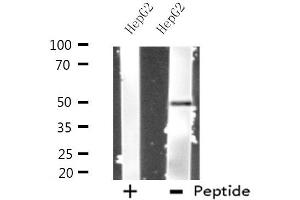 Western blot analysis of extracts from HepG2 cells, using PRIM1 antibody. (PRIM1 anticorps  (C-Term))