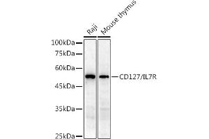 Western blot analysis of extracts of various cell lines, using CD127/IL7R antibody (ABIN3021790, ABIN3021791, ABIN1513091 and ABIN6215908) at 1:1000 dilution. (IL7R anticorps  (AA 21-239))