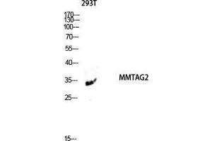 Western Blot (WB) analysis of 293T lysis using MMTAG2 antibody. (C1orf35 anticorps  (N-Term))