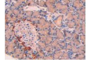 IHC-P analysis of Rat Pancreas Tissue, with DAB staining. (SPTAN1 anticorps  (AA 2071-2269))