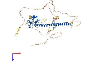 AlphaFold protein structure predicition of Mouse Recombinant Hsf4 Protein, UniprotID Q9R0L1