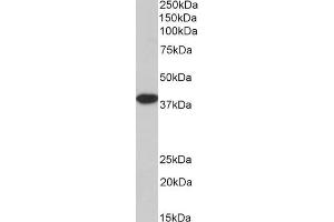 Biotinylated ABIN5539867 (3. (MORF4L1 anticorps  (N-Term) (Biotin))