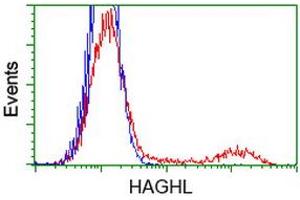 HEK293T cells transfected with either RC200832 overexpress plasmid (Red) or empty vector control plasmid (Blue) were immunostained by anti-HAGHL antibody (ABIN2454312), and then analyzed by flow cytometry. (HAGHL anticorps)