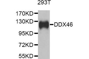 Western blot analysis of extracts of 293T cell line, using DDX46 antibody. (DDX46 anticorps  (AA 682-1031))