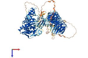 Aminoadipate-Semialdehyde Dehydrogenase (AASDH) (AA 1-1100) protein (His tag)