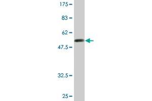 Western Blot detection against Immunogen (52.