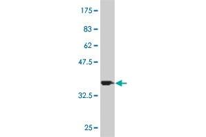 Western Blot detection against Immunogen (35.