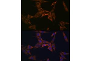 Immunofluorescence analysis of NIH-3T3 cells using BMP6 Rabbit mAb (ABIN7265900) at dilution of 1:100 (40x lens). (BMP6 anticorps)