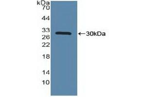 Detection of Recombinant MAPKAPK2, Human using Polyclonal Antibody to MAP Kinase Activated Protein Kinase 2 (MAPKAPK2) (MAPKAP Kinase 2 anticorps  (AA 139-367))