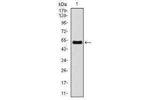 Image no. 2 for anti-Inner Centromere Protein Antigens 135/155kDa (INCENP) antibody (ABIN1491465) (INCENP anticorps)